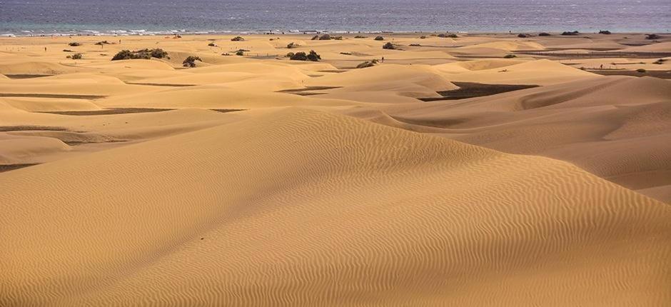 Relax Bungalow With Parking Villa Maspalomas  Buitenkant foto
